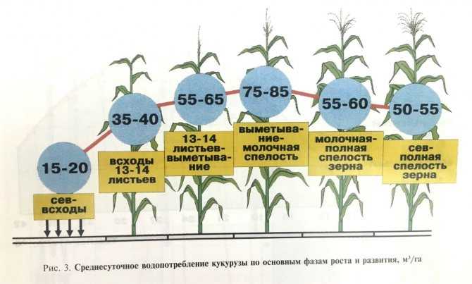 ▷ особенности выращивания гречихи в украине — технология возделывания гречихи