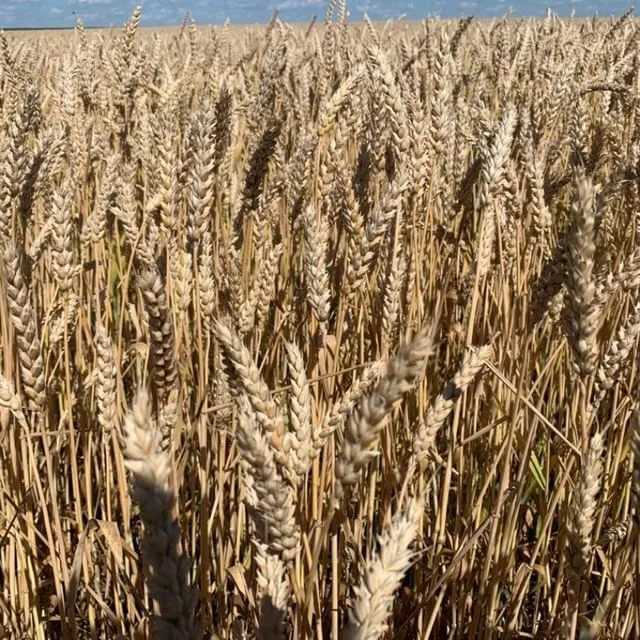 Описание и характеристики озимой пшеницы сорта аскет