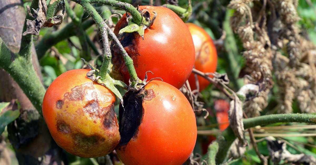 Чернеют снизу плоды помидор. как бороться с напастью?