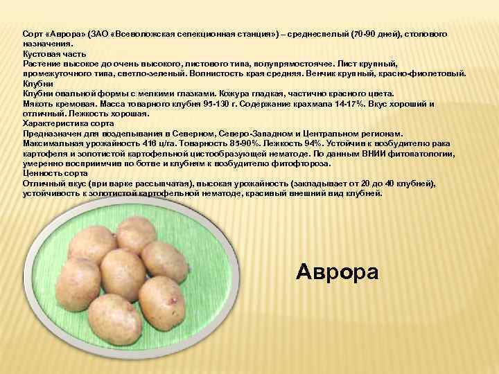 Картофель «лабелла»: характеристики сорта, описание, фото картошки и советы