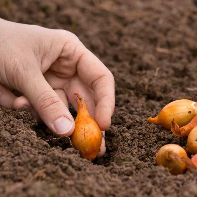 Как посадить и вырастить лук-севок своими руками: советы опытных огородников — лук как сажать и ухаживать — про огород