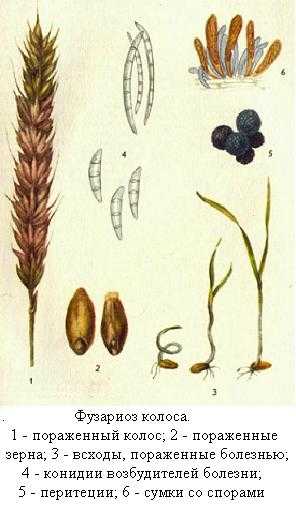 Пшеничное лечение - агропортал