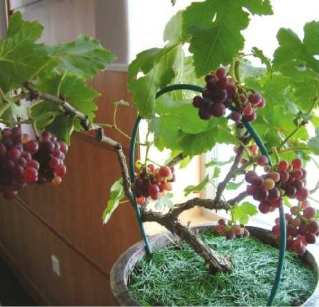 Как вырастить виноград дома в горшке