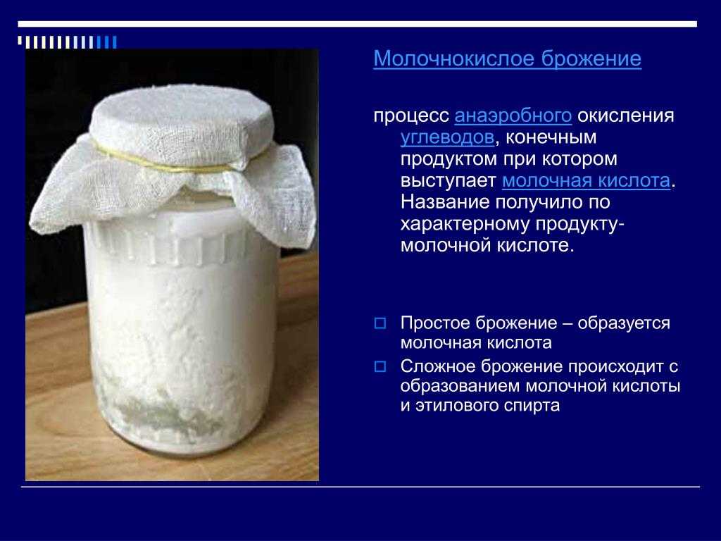 Ферментация лактозы. Мологно-кислое брожение. Продукты молочнокислого брожения. Процесс брожения молочнокислых бактерий. Процесс молочного брожения.