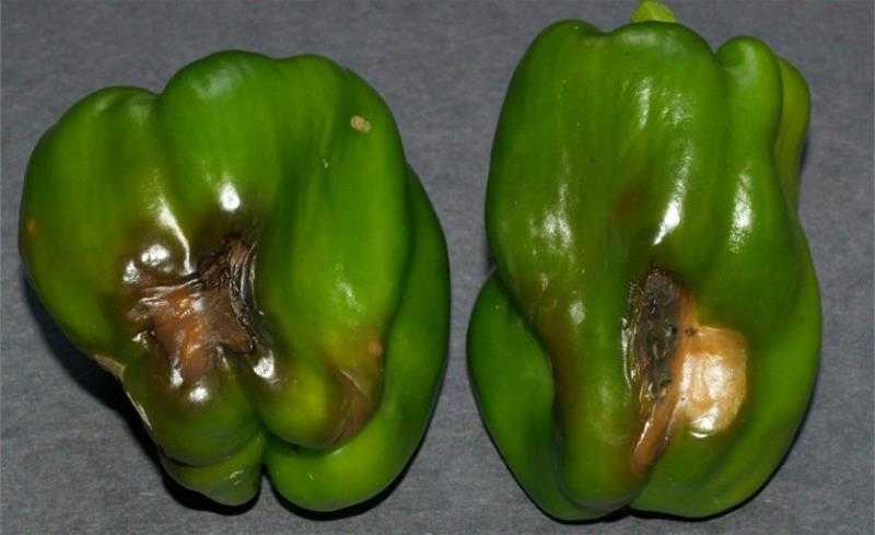 Почему загнивают плоды перцев в теплице