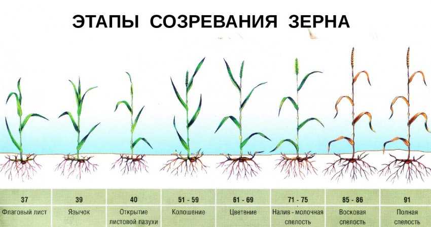 Удобрения для озимой пшеницы