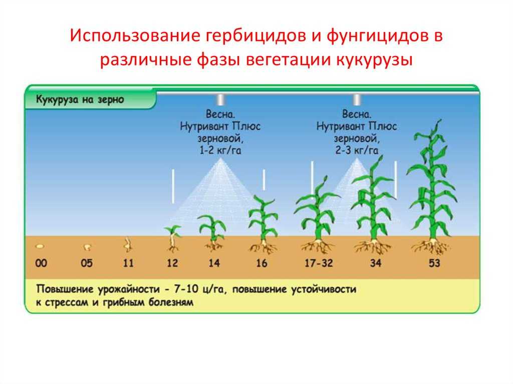 Подкормка пшеницы - схема внесения удобрений, уход и выращивание
