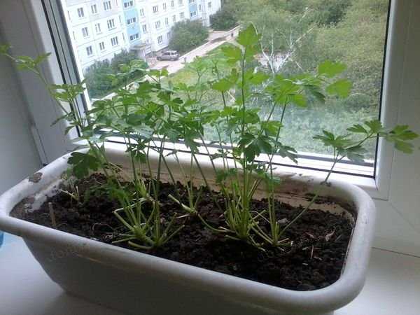 Как вырастить зелень на подоконнике зимой в квартире: петрушка, лук
