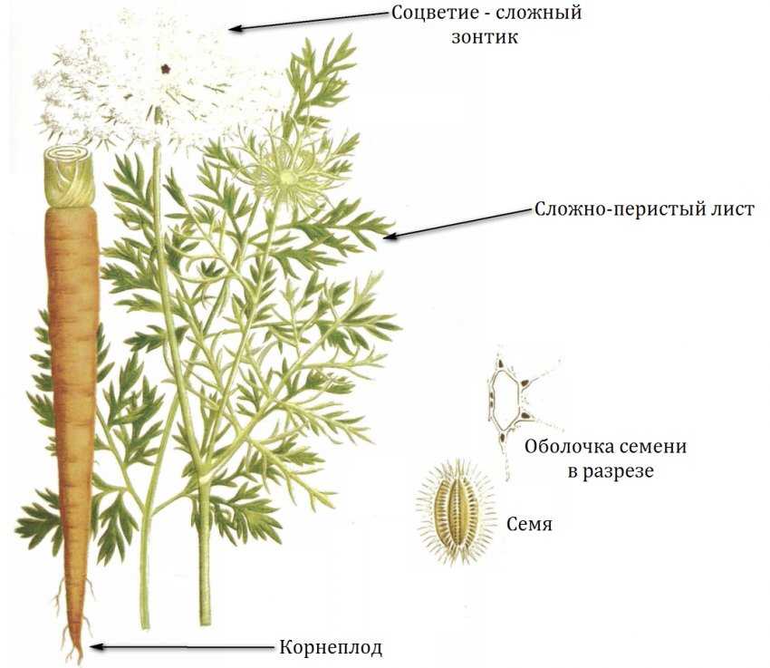 Морковь: полезные свойства, посадка, выращивание и уход | огородники