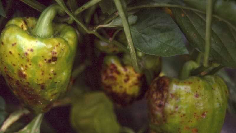 Болезни перца и томатов, борьба с ними: фото и лечение бактериального рака, гнили и столбура