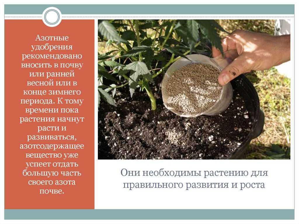 Какие удобрения нужно вносить в почву. Удобрения для растений. Азотные Минеральные удобрения. Азотные удобрения для растений. Удобрение азотом почвы.