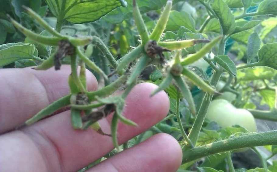 Почему помидоры жируют, дают много пустоцветов, опадают завязи: разбираем проблемы с урожаем  на supersadovnik.ru