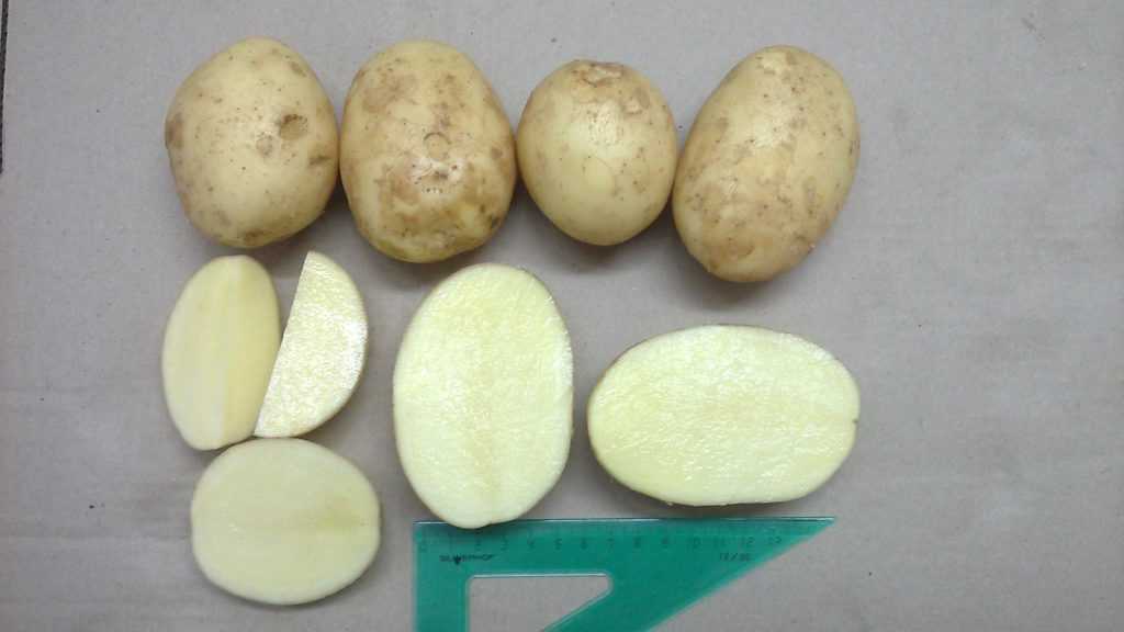 Картофель ароза: характеристика сорта, вкусовые качества клубня, посадка и уход