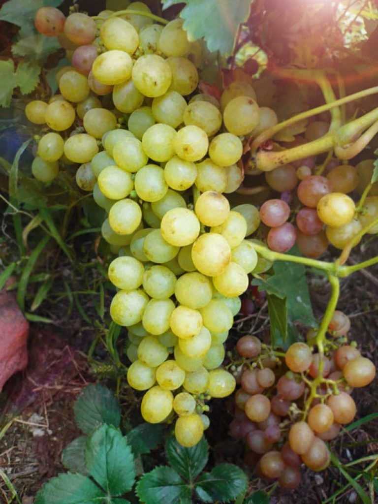 Ранние и ультраранние сорта винограда: описание, уход, отзывы