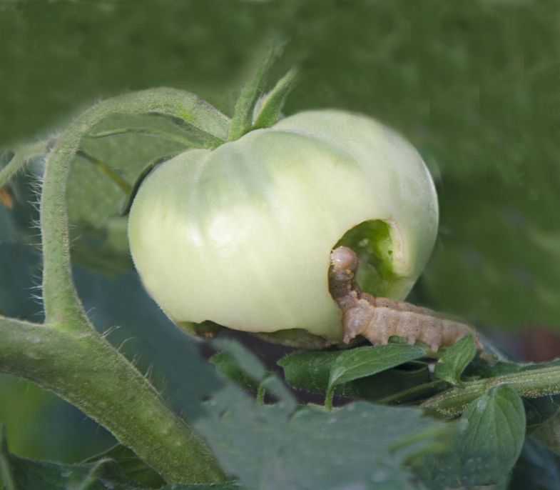 Гусеницы на помидорах: что делать и как бороться, избавление с помощью препаратов и народных средств, методы обработки