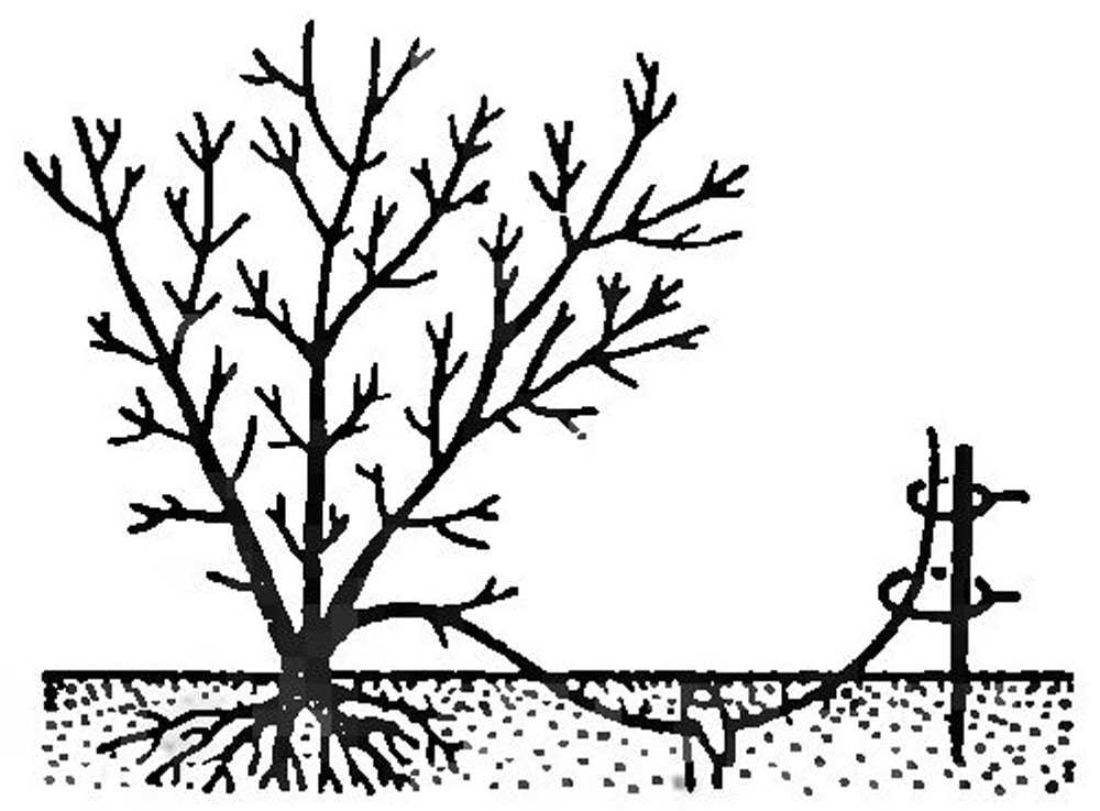Выращивание жимолости – сорта, посадка и правила ухода. посадка жимолости в открытом грунте и уход за ней
