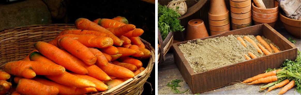 Хотите всю зиму иметь в запасе вкусную морковь — лучшие сорта и способы их хранения. как правильно обрезать овощ?
