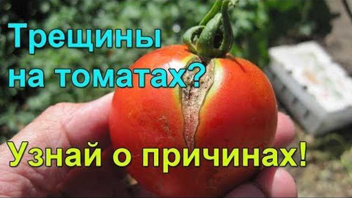 Почему трескаются помидоры и как этого избежать - со вкусом