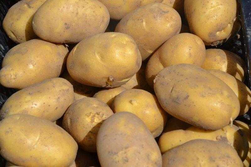 Картофель лабадия: описание сорта, фото, отзывы об урожайности и выращивании, характеристика вкусовых качеств