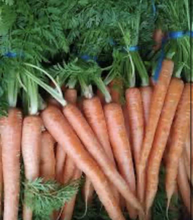 Высокоурожайная морковь "шантане" - описание сорта