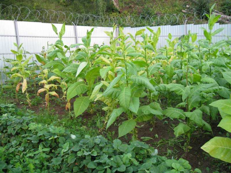 Как вырастить табак вирджиния из семян