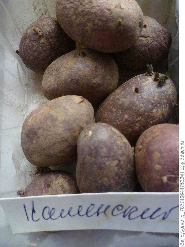 Картофель чародей: описание, выращивание и уход, отзывы