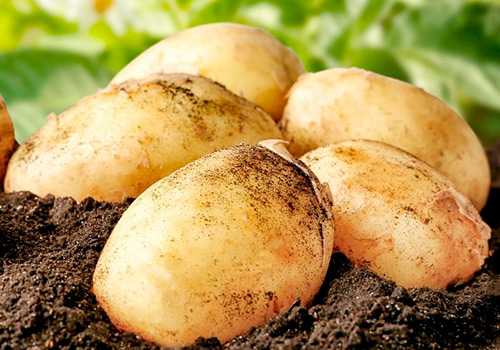 Нужно ли косить ботву картофеля для увеличения урожая?