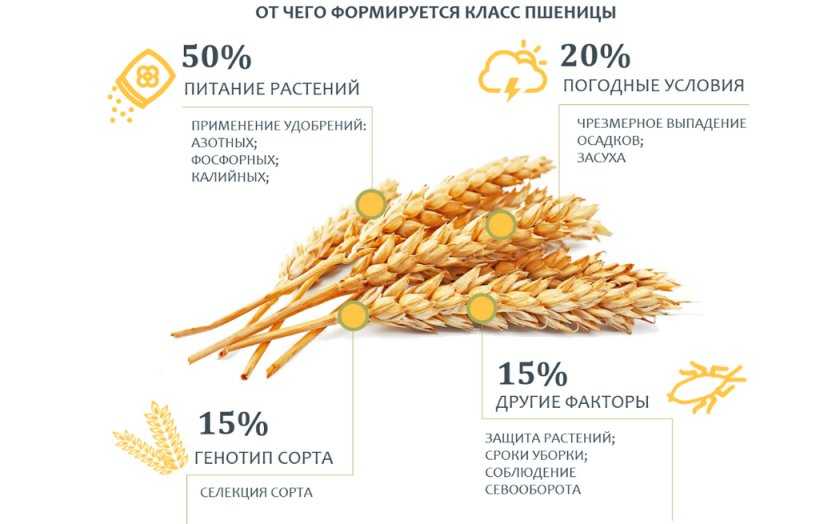Описание и характеристики озимой пшеницы сорта гром