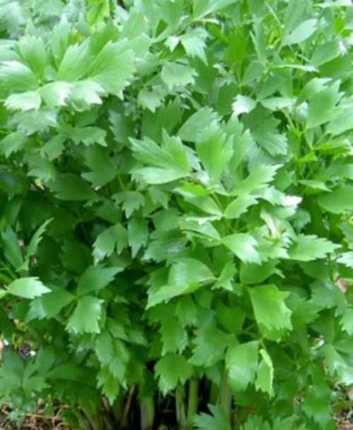 Сельдерей листовой многолетнее растение или нет