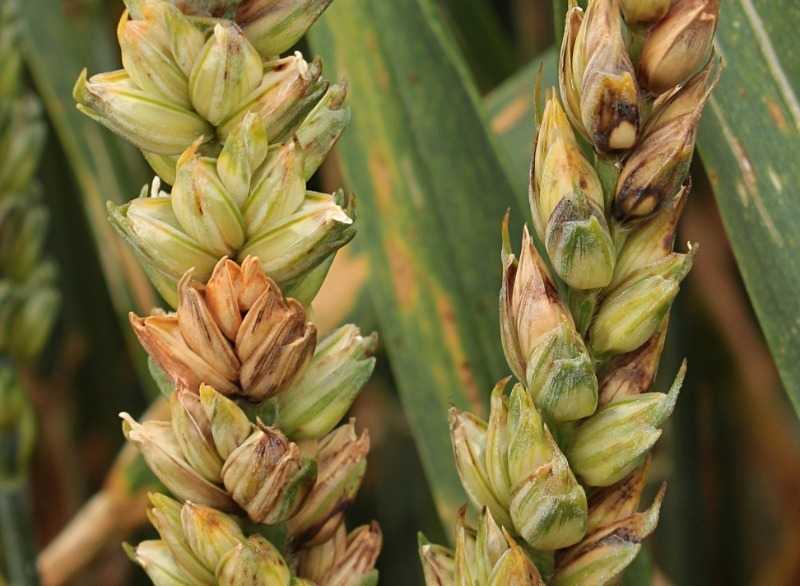 Фузариоз пшеницы: описание болезни колоса, симптомы и как правильно лечить