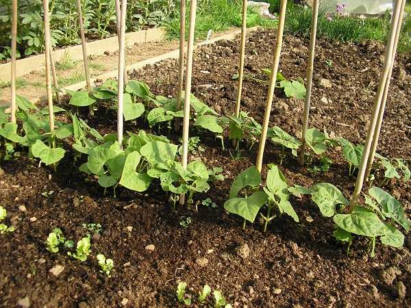 Как сажать стручковую фасоль: посадка и уход в открытом грунте, как посадить семена на рассаду в домашних условиях