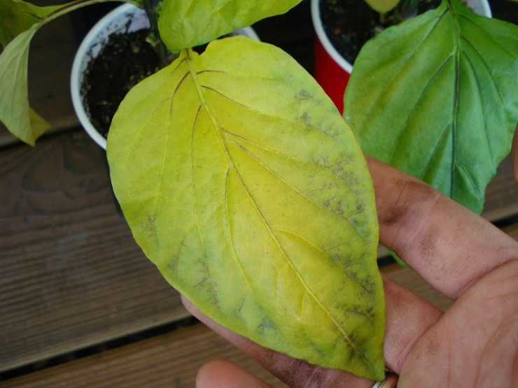 Почему у рассады перца желтеют листья: причины, методы лечения