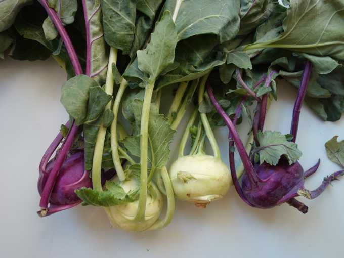 Капуста кольраби — что это такое, чем полезна и как ее едят?