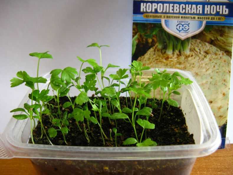 Выращивание рассады сельдерея (корневой, черешковый) в домашних условиях