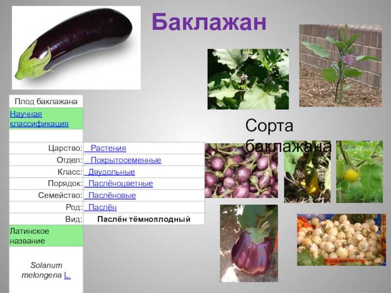 Баклажан - описание растения и овоща, польза и вред, состав, калорийность, фото, как растет