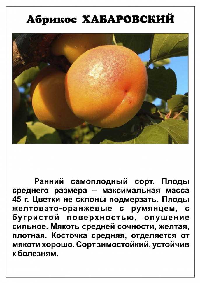 Абрикос сибиряк байкалова: описание сорта, особенности выращивания, отзывы