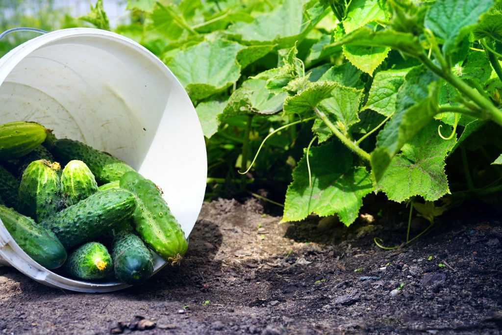 Огурец клавдия f1: описание, отзывы, фото, посадка и уход, советы по выращиванию для получения богатого урожая