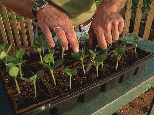 Технология замачивания и проращивания семян кабачков перед посадкой