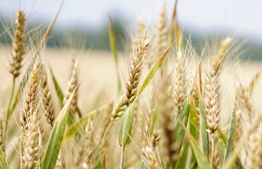 Обзор сорта озимой пшеницы алексеевич: характеристика и описание
