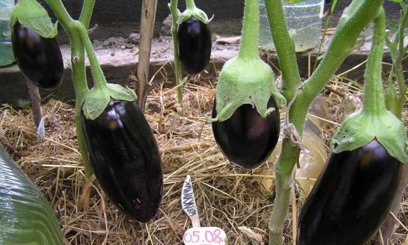 Баклажан щелкунчик f1: описание и рекомендации по выращиванию | садоводство24