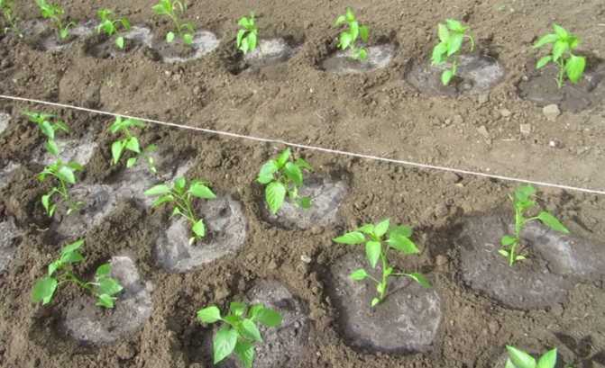Как посадить баклажаны: тонкости ухода, выбор сортов