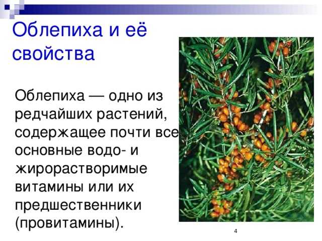 Проект про облепиху