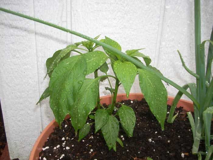 Как выращивать из семян перец халапеньо в домашних условиях: фото и описание, советы по посадке