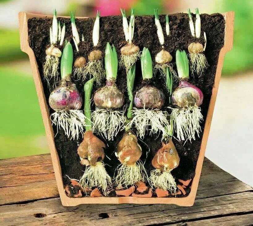 Можно ли луковицы тюльпанов ставить в воду. Гладиолусы луковицы проращивать. Цветочная луковица. Рассада тюльпанов. Посадка луковичных в горшки.