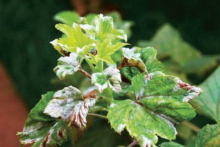 Белый налет на листьях смородины: причины и лечение, чем обработать и что делать