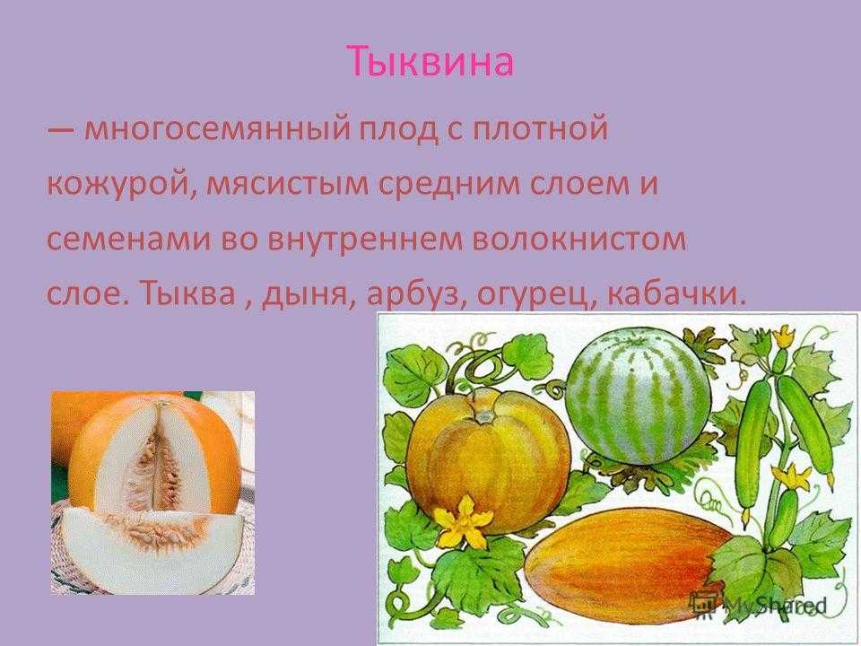 Что такое дыня: фрукт, ягода или овощ?