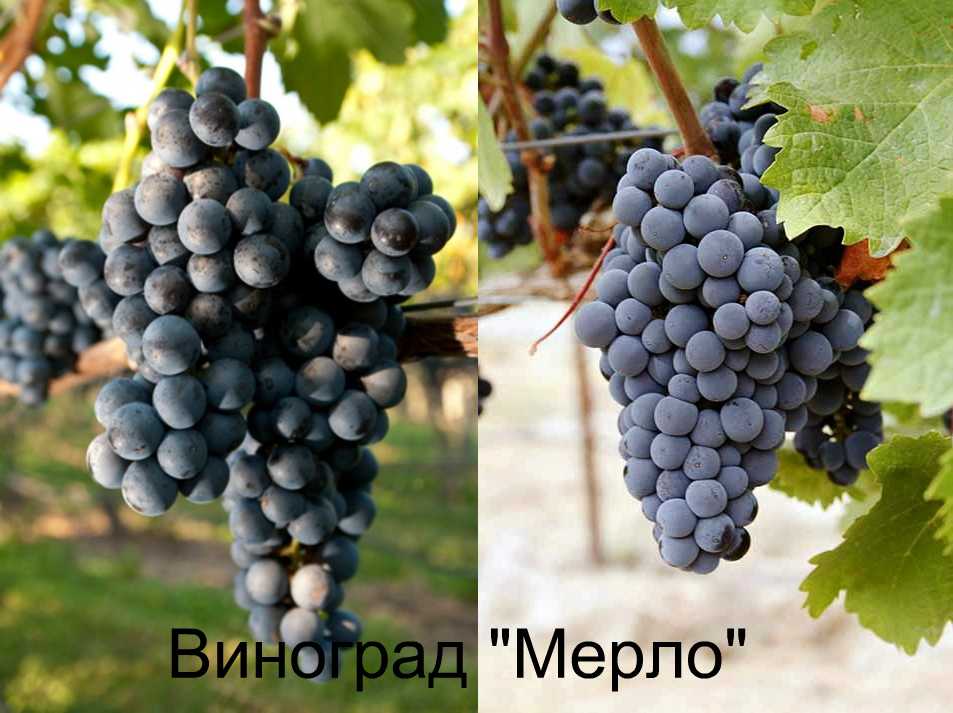 Пинотаж: сорт винограда, его описание и характеристики, технология посадки и выращивания, изготовление вина