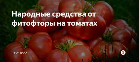 Как защитить помидоры от фитофторы в теплице