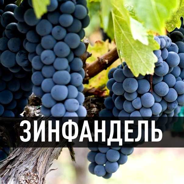 Лучшие сорта розового винограда: описания, вкусовые качества, характеристики и фото