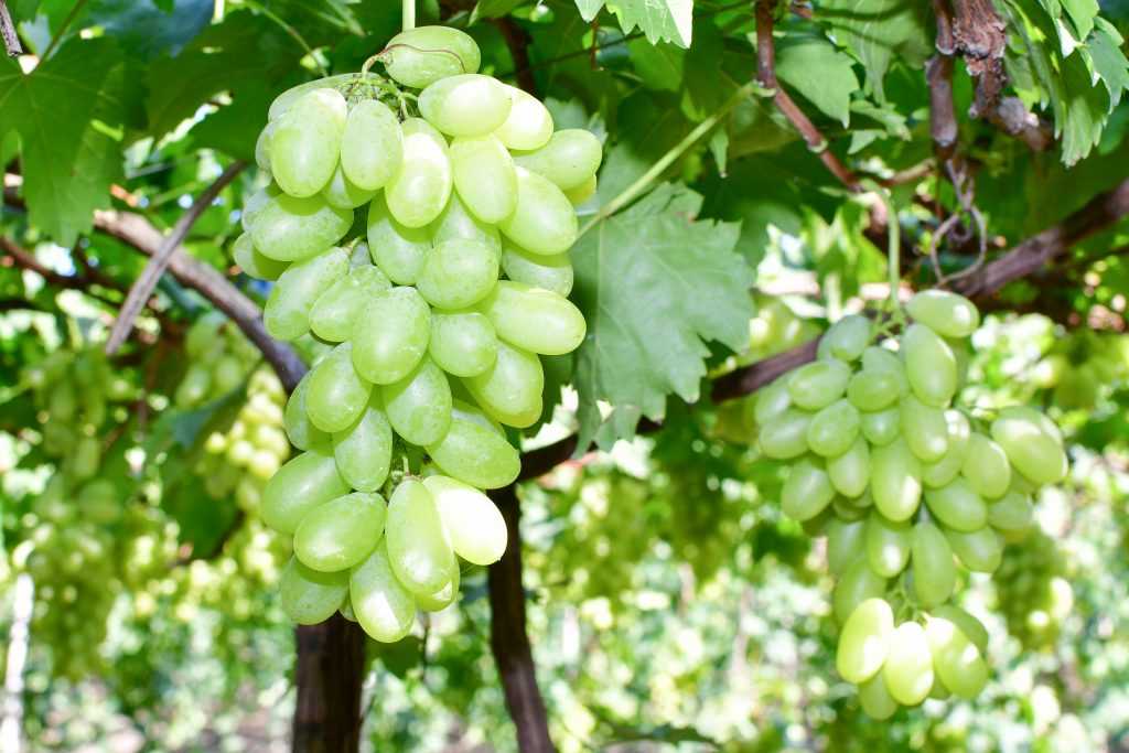 10 лучших сортов винограда для средней полосы - рейтинг (топ-10)